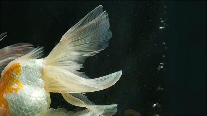 Mac版ToDesk下载全攻略,轻松安装使用详解! Mac版ToDesk下载全攻略,轻松安装使用详解! 二