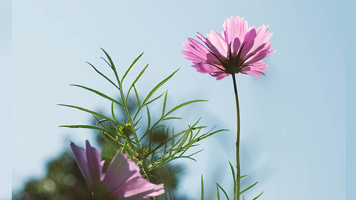 ToDesk下载Mac版指南:核心功能揭秘与使用技巧2025年 ToDesk下载Mac版指南:核心功能揭秘与使用技巧2025年 二