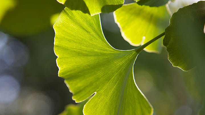 ToDesk被控端怎么下载?详细教程 ToDesk被控端怎么下载?详细教程 二