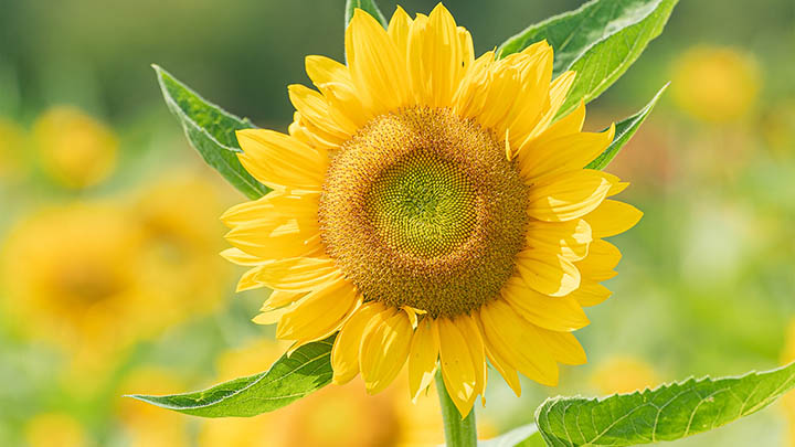 ToDesk下载:云电脑高效操作详解 ToDesk下载:云电脑高效操作详解 二