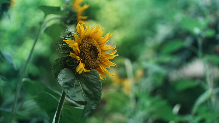 ToDesk下载指南:免设置安装只需3步 ToDesk下载指南:免设置安装只需3步 二