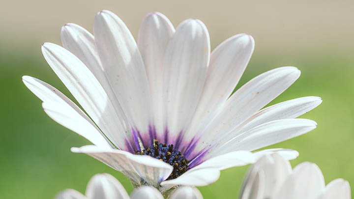ToDesk下载苹果版最新教程!轻松远程控制设备详解 ToDesk下载苹果版最新教程!轻松远程控制设备详解 二