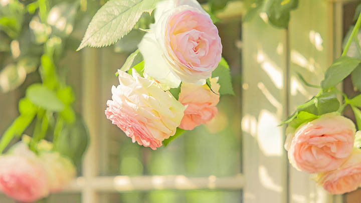 多灵国ToDesk下载中断/缓慢/网络错误全面解决方案 多灵国ToDesk下载中断/缓慢/网络错误全面解决方案 二